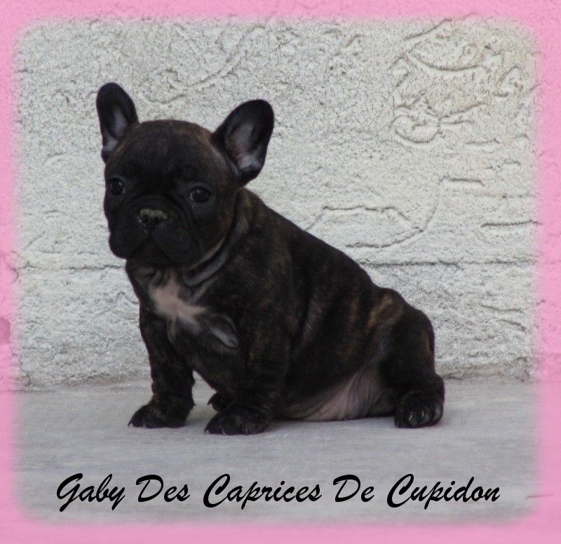 Gaby des Caprices de Cupidon