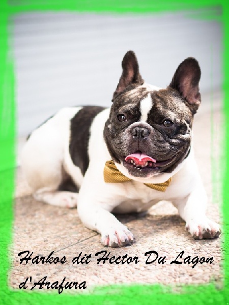 Harkos Du Lagon D'Arafura