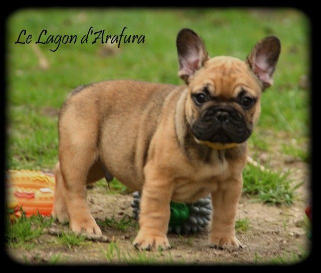 Chiots 2018