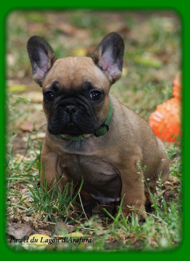 Chiots 2019