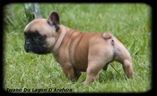 Chiots 2013 et 2012