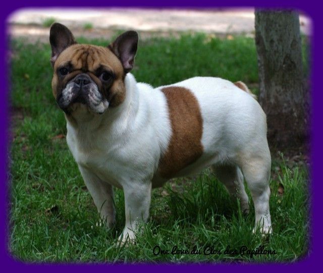 Chiens Elevage Du Lagon D'Arafura