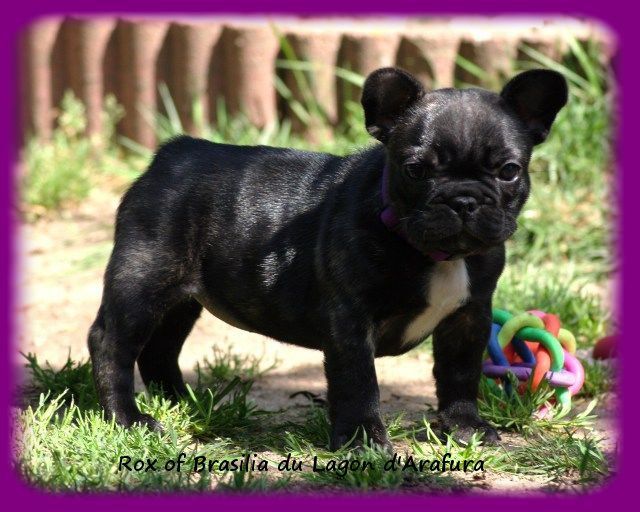 Chiots 2020