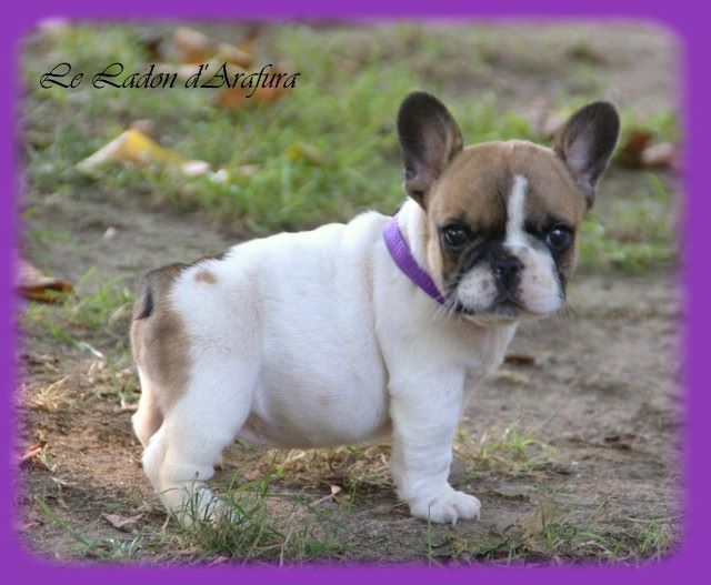 Chiots 2017