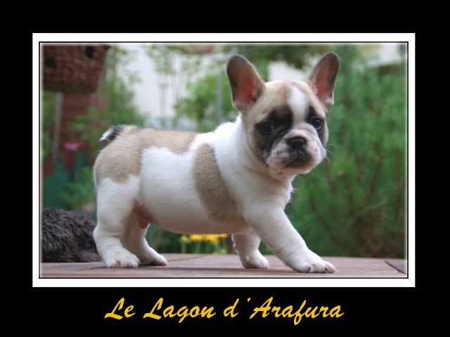 Du Lagon D'Arafura - Bouledogue français - Portée née le 21/06/2012